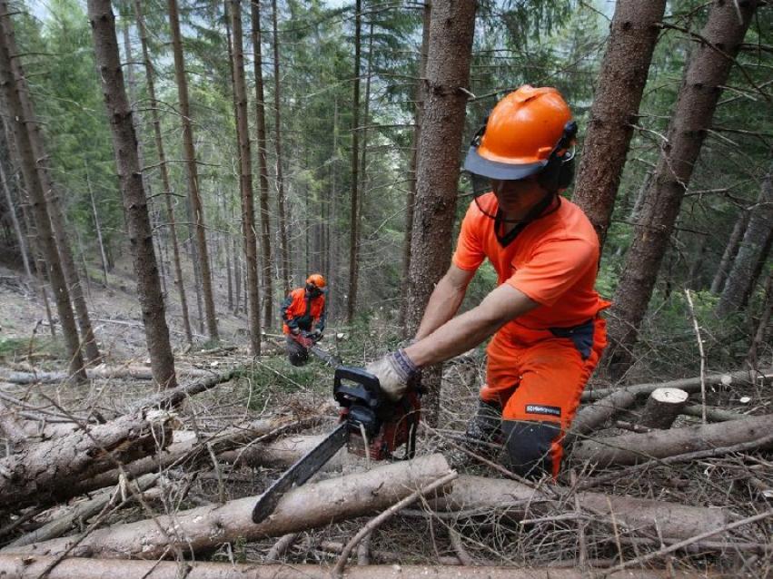 Copertina dell'articolo: Buone nuove per i 5000 dipendenti dell’Agenzia Forestale della Regione Sardegna